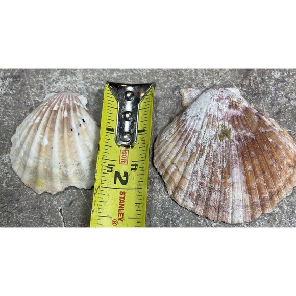 2.6 Lbs Pounds White / Multicolor Calico Scallop Seashells Beach  1" to 1  1/2" - Picture 7 of 8